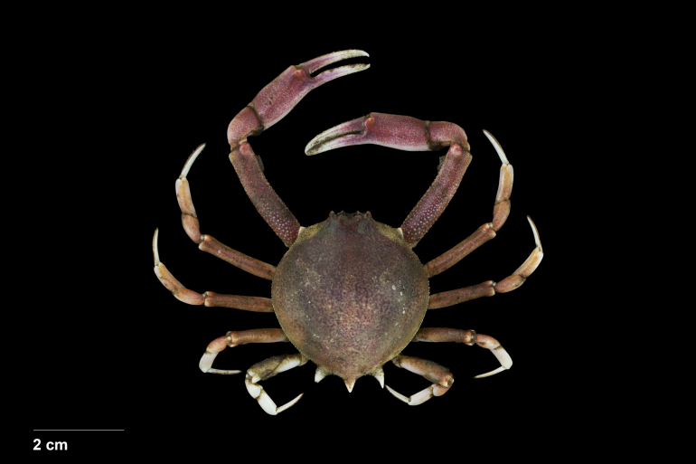 Persephona punctata, Bruno Ogata