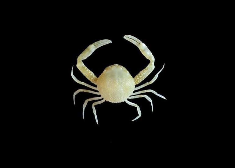 Philyra granulosa, Sahat Ratmuangkhwang Lab