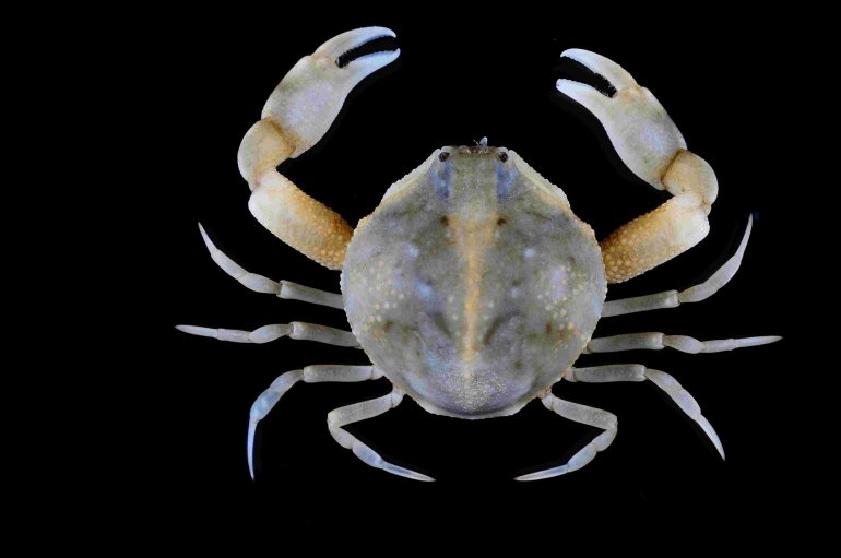 Pyrhila carinata, Tin-Yam Chan National Taiwan Ocean University