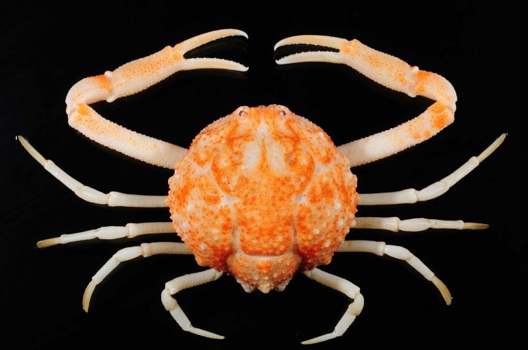 Tanaoa retpela, Tin-Yam Chan Museum national d’Histoire naturelle