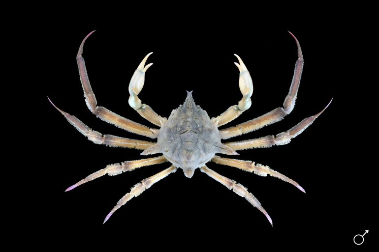 Doclea armata, Ondřej Radosta