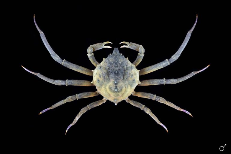 Doclea muricata, Ondřej Radosta