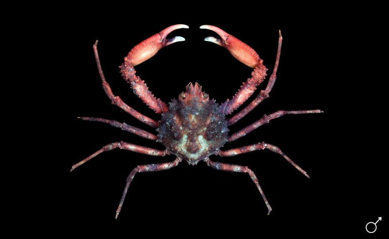 Herbstia condyliata, Ondřej Radosta