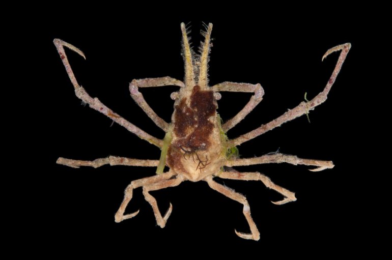 Hyastenus whitei, Paul Ng