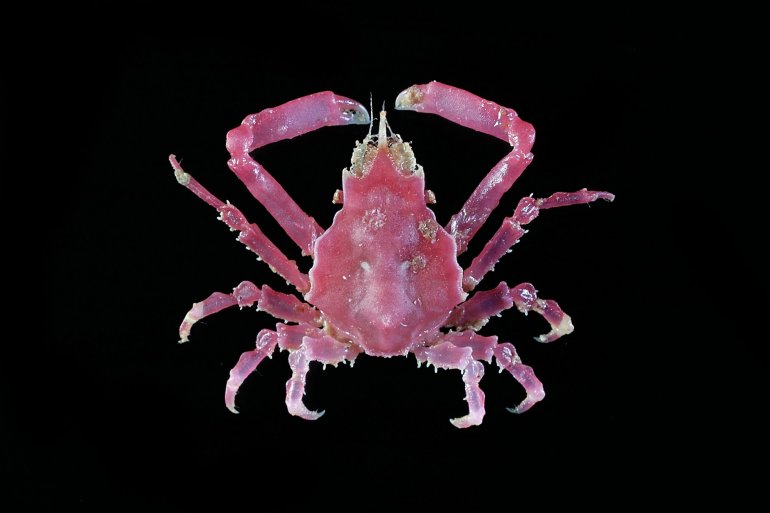 Menaethius orientalis, Tin-Yam Chan National Taiwan Ocean University /Museum national d’Histoire naturelle