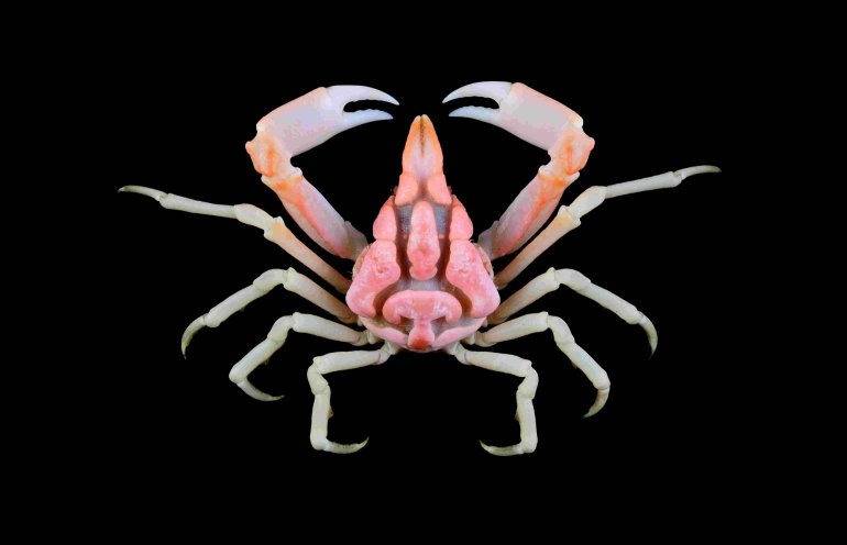 Oxypleurodon auritum, Tin-Yam Chan National Taiwan Ocean University