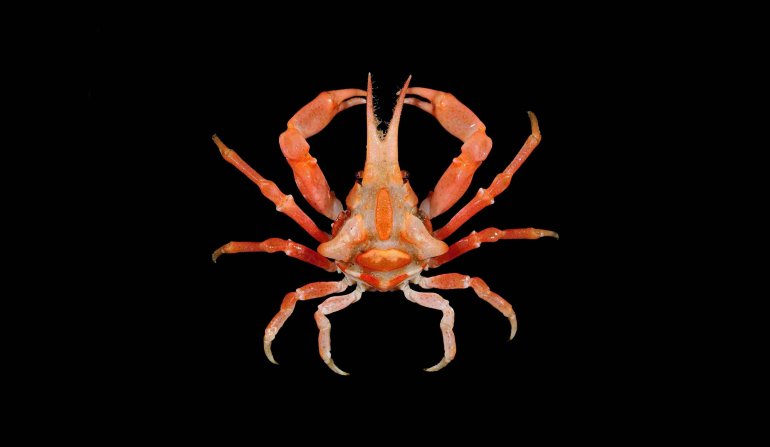 Oxypleurodon stimpsoni, Tin-Yam Chan National Taiwan Ocean University