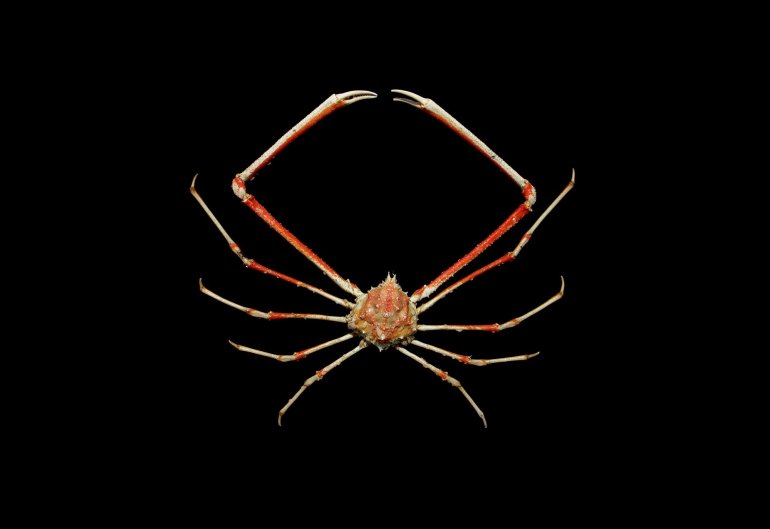 Minyorhyncha crassa, Arthur Anker