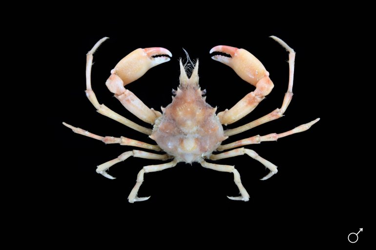 Rochinia gracilipes, Ondřej Radosta