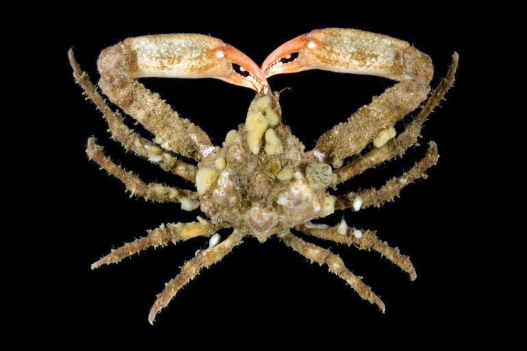 Scyra acutifrons, Gustav Paulay // Arthur Anker