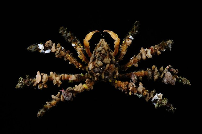 Camposcia retusa, Ling-Kuang Tseng