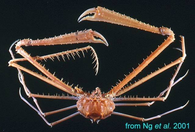 Cyrtomaia suhmii, Hsi-Te Shih