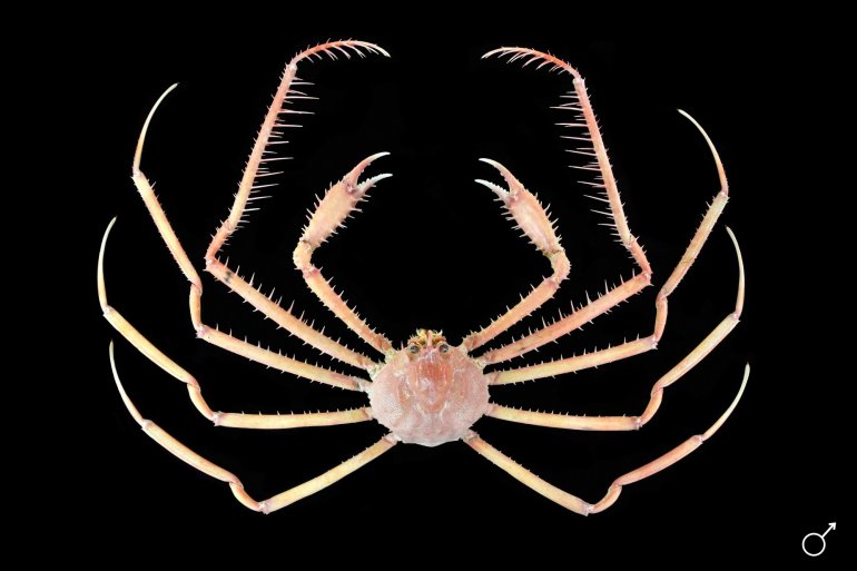 Platymaia remifera, Ondřej Radosta