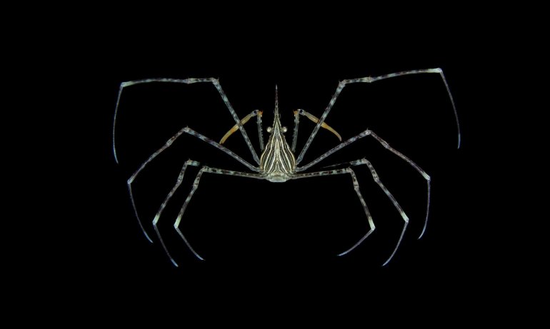 Stenorhynchus debilis, Arthur Anker