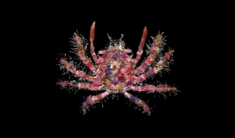 Cyclax suborbicularis, Arthur Anker