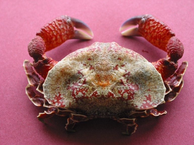 Eurynolambrus australis, Colin Mclay