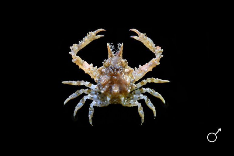 Eurynome spinosa, Ondřej Radosta