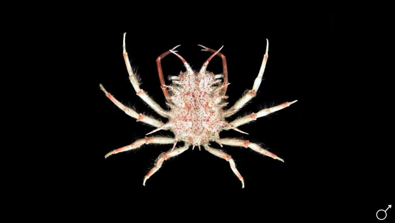 Holthuija pauli, Ondřej Radosta