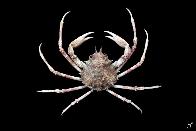 Leptomithrax edwardsii, Ondřej Radosta