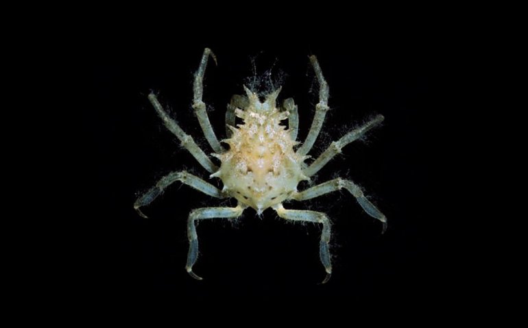 Naxia aries, Michael Marmach Museum Victoria