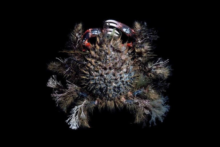 Notomithrax ursus, Michael Marmach Museum Victoria