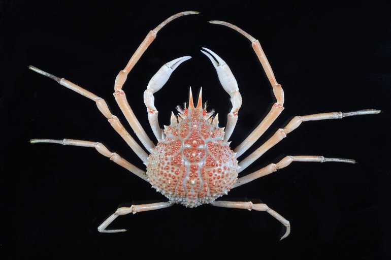 Paramaja turgida, Tin-Yam Chan National Taiwan Ocean University /Museum national d’Histoire naturelle