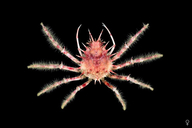 Paramaya ouch, Ondřej Radosta