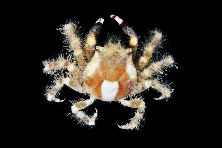 Mithraculus cinctimanus, Gustav Paulay // Arthur Anker Florida Museum of natural history