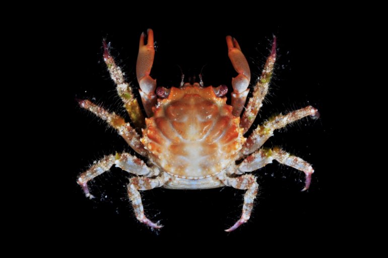 Mithraculus forceps, Gustav Paulay // Arthur Anker Florida Museum of natural history