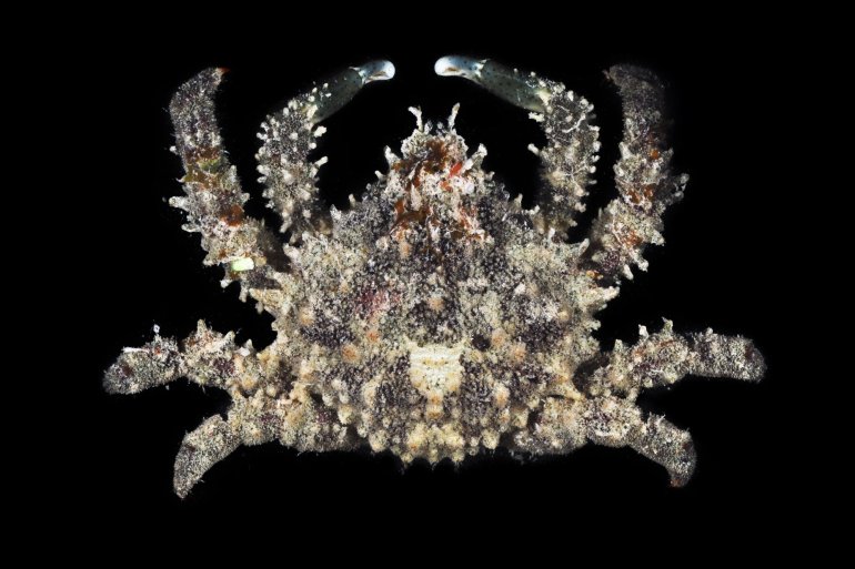 Mithrax aculeatus, Gustav Paulay // Arthur Anker Florida Museum of natural history