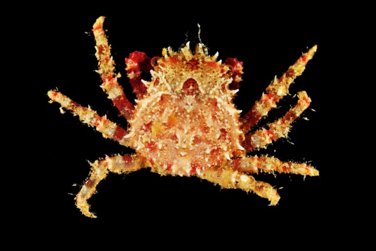 Mithrax hemphilli, Gustav Paulay // Arthur Anker Florida Museum of natural history