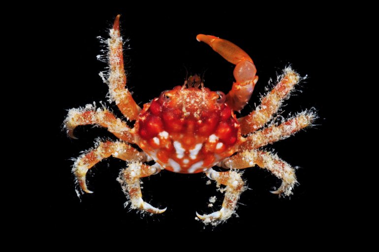 Teleophrys ruber, Gustav Paulay // Arthur Anker Florida Museum of natural history