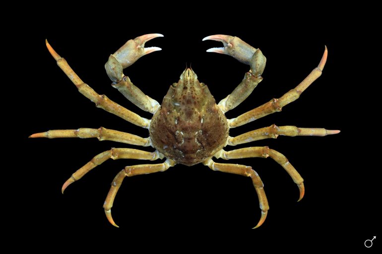 Hyas araneus, Ondřej Radosta