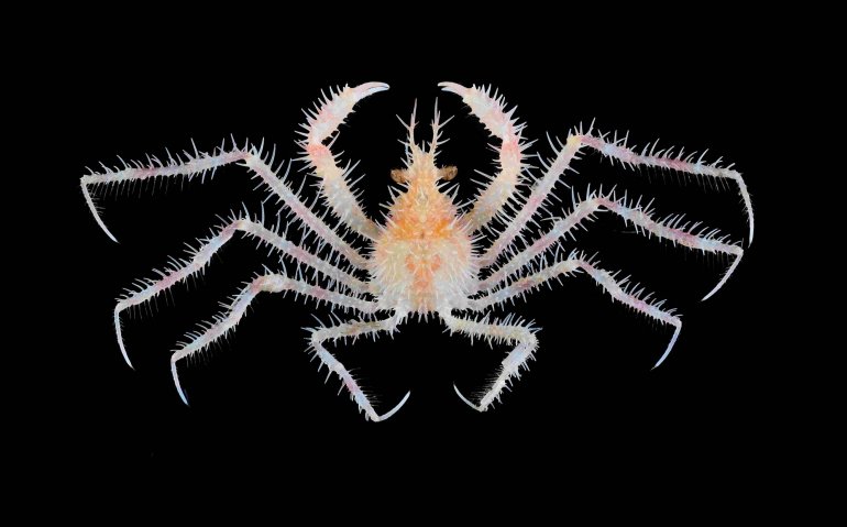 Pleistacantha cervicornis, Tin-Yam Chan National Taiwan Ocean University