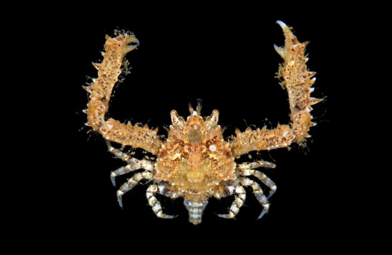 Aulacolambrus diacanthus, Gustav Paulay // Arthur Anker Florida Museum of natural history