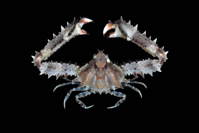 Enoplolambrus pransor, Arthur Anker