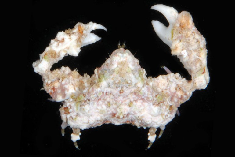 Furtipodia petrosa, Gustav Paulay // Arthur Anker paulay@flmnh.ufl.edu