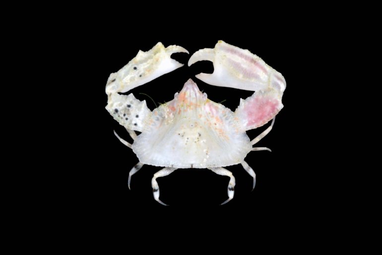 Heterocrypta colombiana, Arthur Anker