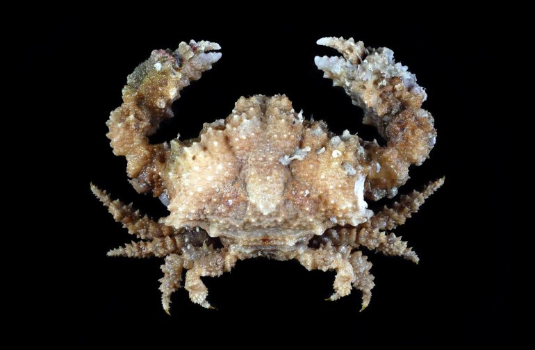 Olenorfia cariei, Tin-Yam Chan National Taiwan Ocean University