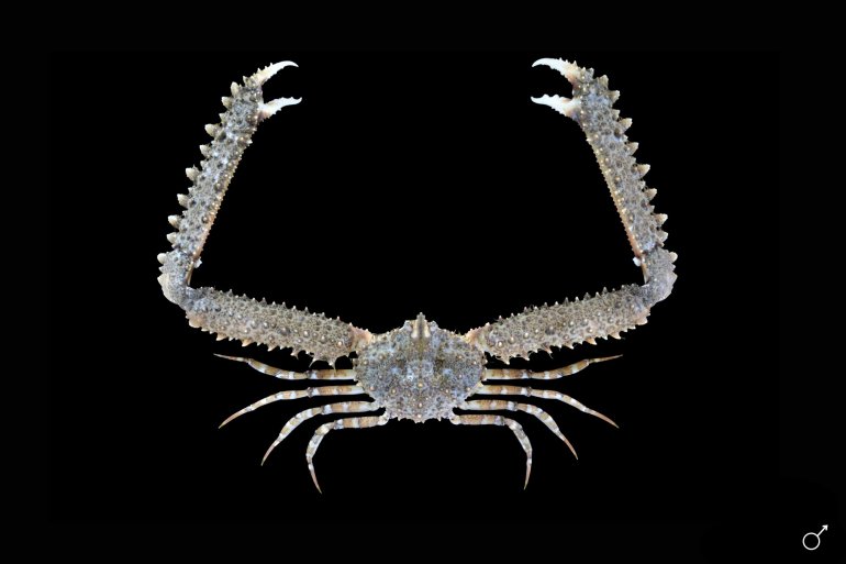 Parthenope longimanus, Ondřej Radosta