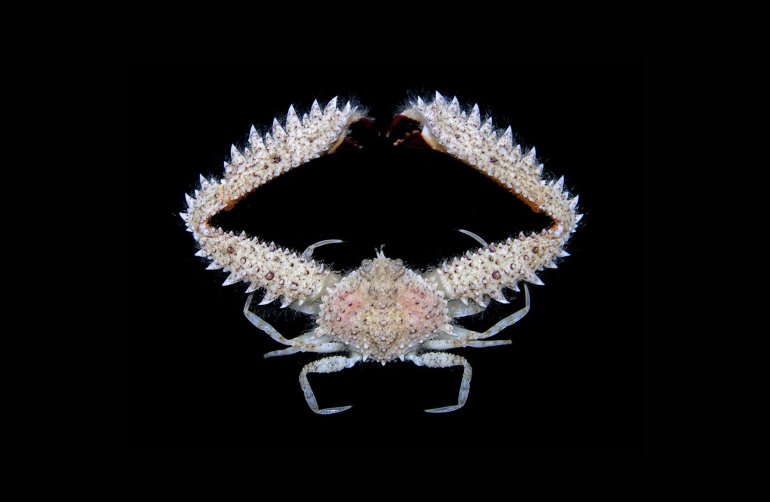 Platylambrus granulatus, Arthur Anker