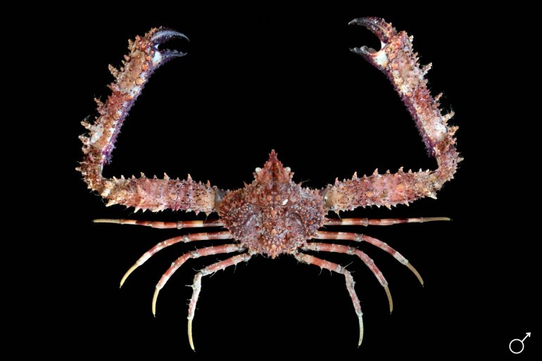 Rhinolambrus contrarius, Ondřej Radosta