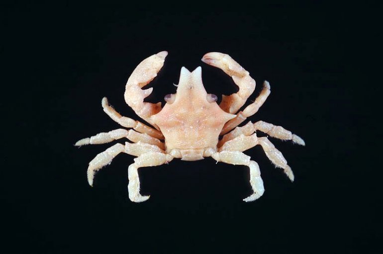 Eumedonus vicinus, Tin-Yam Chan National Taiwan Ocean University /Museum national d’Histoire naturelle