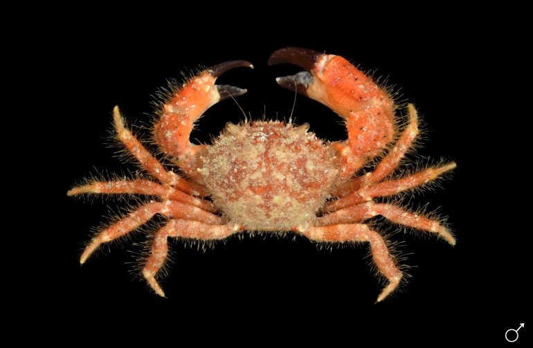 Pilumnus spinifer, Ondřej Radosta