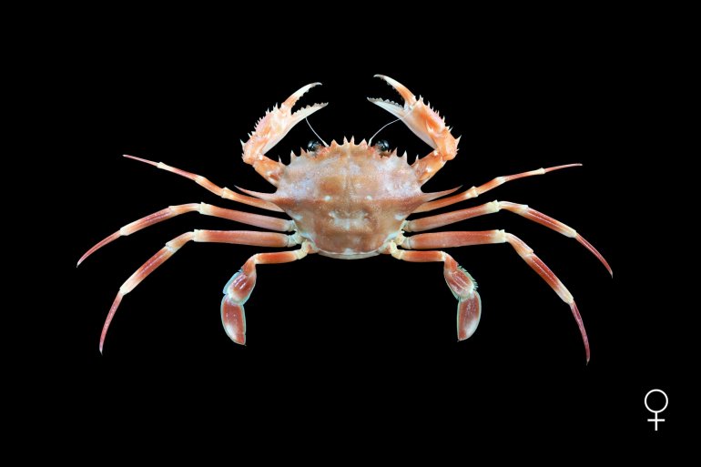 Bathynectes maravigna, Ondřej Radosta