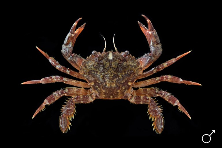 Liocarcinus corrugatus, Ondřej Radosta