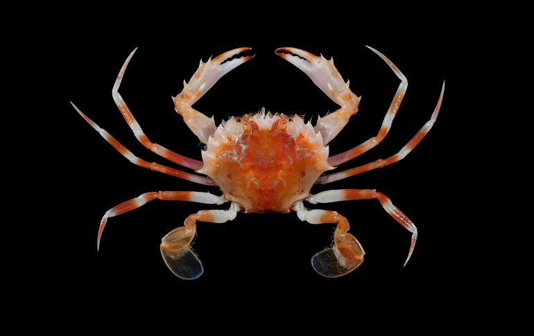 Parathranites orientalis, Tin-Yam Chan National Taiwan Ocean University