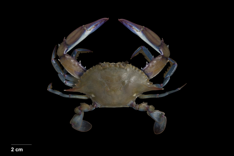 Callinectes danae, Bruno Ogata