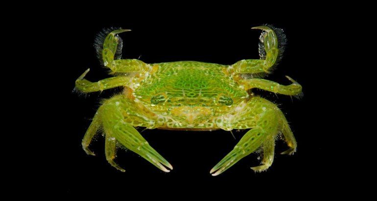 Trierarchus rotundifrons, Arthur Anker