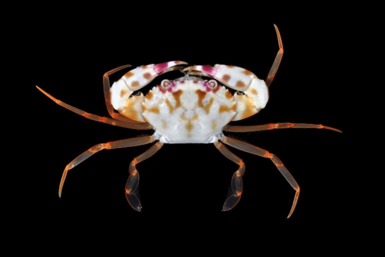Carupa tenuipes, Nathaniel Evans From Molecular phylogenetics of swimming crabs (Portunoidea Rafinesque, 1815)
